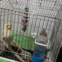 دو عددعروس هلندی نروماده