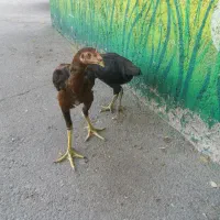 مرغ و خروس اصیل لاری|حیوانات مزرعه|تهران, شهرک امام خمینی|دیوار