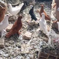 کبوتر الوان و لوتی یکجا|پرنده|تبریز, |دیوار