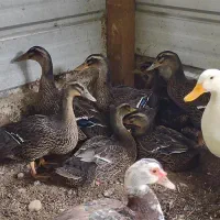 فروش اردک و قوغاز