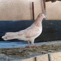 دو تا کله ایی ماده عتیقه