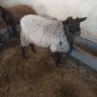 بره رومن و رومانف|حیوانات مزرعه|ورامین, ورامین|دیوار