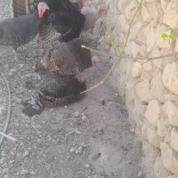 بوقلمون نرماده|پرنده|کازرون, |دیوار