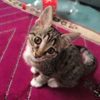 واگذاری بچه گربه بازیگوش