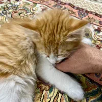 واگذاری رایگان گربه
