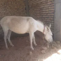 الاغ