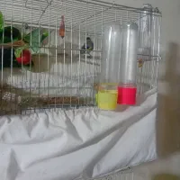 سهره بخون جوجه قفس