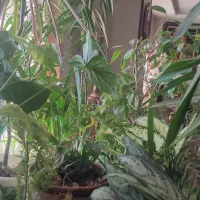 تعدادی گل اپارتمانی عالی بفروش میرسد|گل و گیاه طبیعی|فردیس, سرحد آباد|دیوار