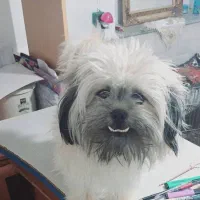 حیوانات خانگی