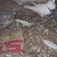 کبوتر|پرنده|سرپل ذهاب, |دیوار