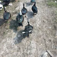 فروش اردک ماده اسرائیلی