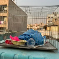 قفس|لوازم جانبی حیوانات|تهران, اوقاف|دیوار