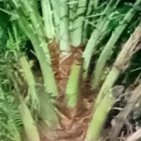 گل وگیاه|گل و گیاه طبیعی|قشم, |دیوار