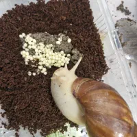 حلزون،تخم حلزون