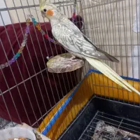 عروس هلندی نر