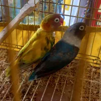 طوطی برزیلی فیشر جفت