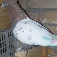 کفتر طوقی سینیی|پرنده|شاهین دژ, |دیوار