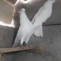 مرغ گلین اردک اسراییلی کبوتر مرغ محلی تخم گزار