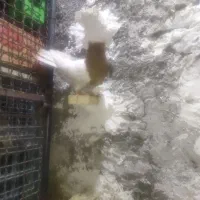 کبوترنرکله‌زردآنتیک