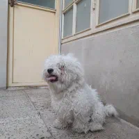 سگ پا کوتاه|سگ|اقبالیه, |دیوار