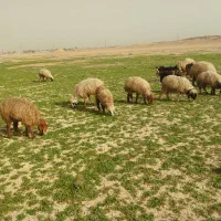 جاده قدیم اهواز ماهشهر روستای غیرانیه بزرگ