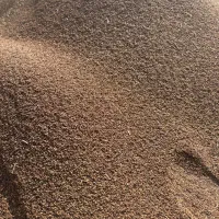 کنجد دیمه کاملا ارگانیک