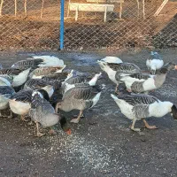 فروش غاز محلی|حیوانات مزرعه|پیرانشهر, |دیوار