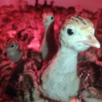 فروش جوجه ۳ روزه بوقلمون برنز