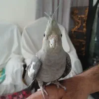 عروس هلندی|پرنده|شاهین‌شهر, فیض|دیوار