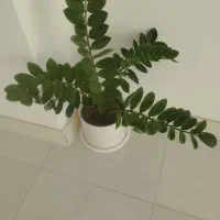 گل طبیعی|گل و گیاه طبیعی|صحنه, |دیوار