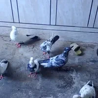 12 عدد کبوتر دمبی کوهی یه دست دو تا سینه ای طوقی