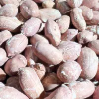 بادام زمینی استانه و بادام کره گیری