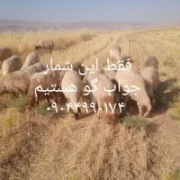 میش‌ شک‌ ۳‌ ماه‌ آبستن