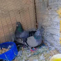 سبز بمی