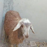 بره میش بز بزغاله