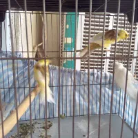 فروش قناری نر و ماده|پرنده|پردیس, فاز ۱|دیوار