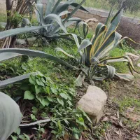 گل آگاو سبز وابلق|گل و گیاه طبیعی|ساری, |دیوار