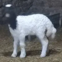 میش گوسفند بره
