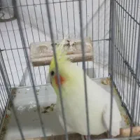 عروس هلندی نر