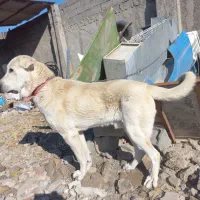 سگ پژدر عراقی یکساله