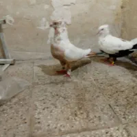نر ماده دمبی کبوتر