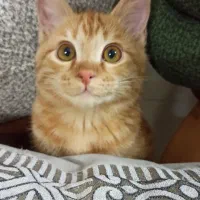 واگذاری گربه