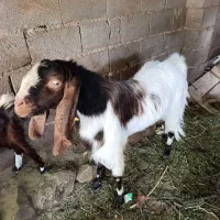 نری گلابی کل پاکستانی