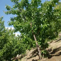 زمین-کشاورزی-ورودی-تونل-باغان-معامله-با-ماشین-دارم