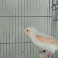 قناری موزاییکی و سوخته