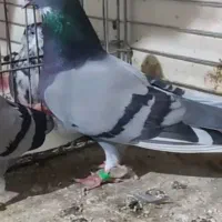 کبوتر کفتر پرشی