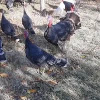 بوقلمون محلی