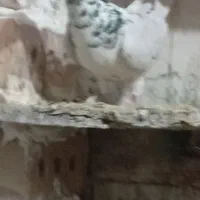 کبوتر گرفتنی و جفگاهی|پرنده|فیروزه, |دیوار