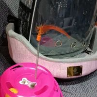 لوازم جانبی حیوانات