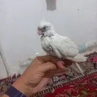 عروس هلندی فروشی|پرنده|شیروان (خراسان), |دیوار